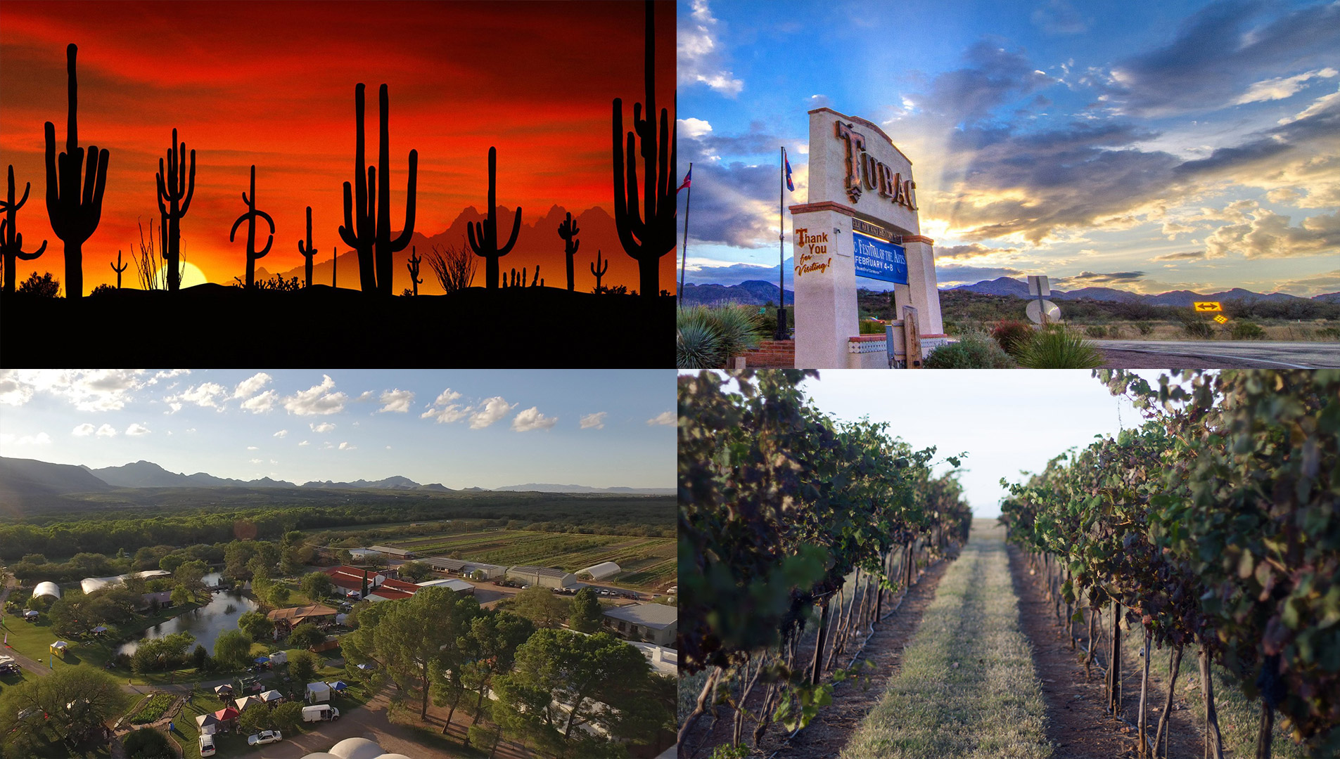 Composite-saguaros-tubac-avalon-vineyards.